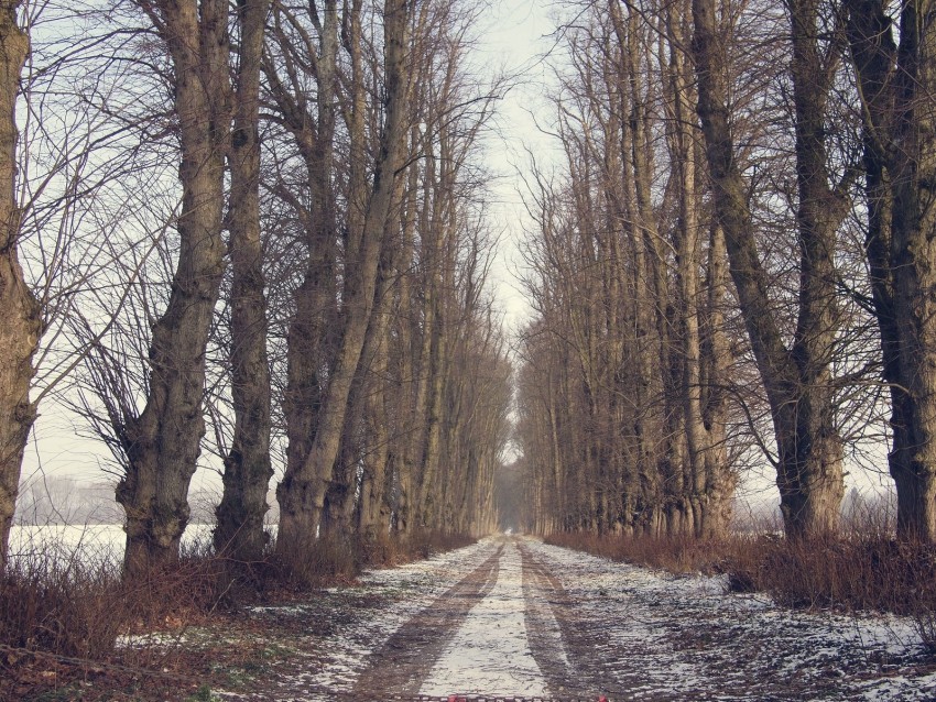 trees road snow winter PNG files with alpha channel assortment