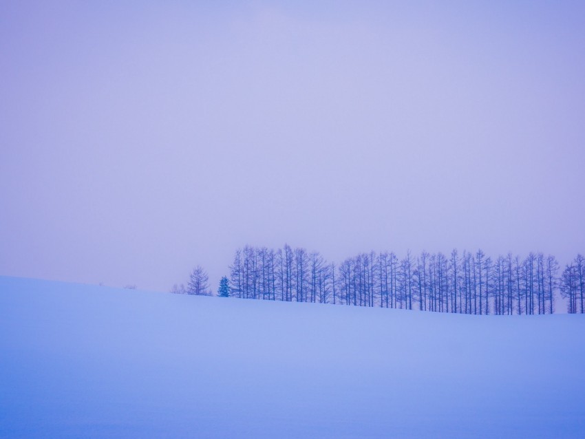 trees snow winter minimalism horizon PNG for personal use