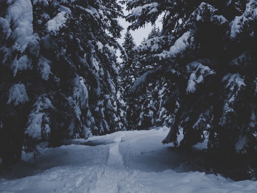 trees snow winter path forest snowy Isolated Character on Transparent PNG