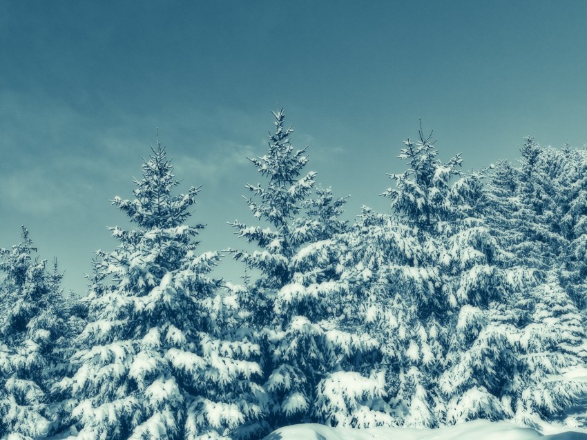 trees snow winter snowy sky PNG graphics with transparency