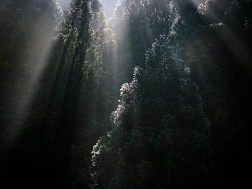 trees sunrays fog forest tops Clear image PNG