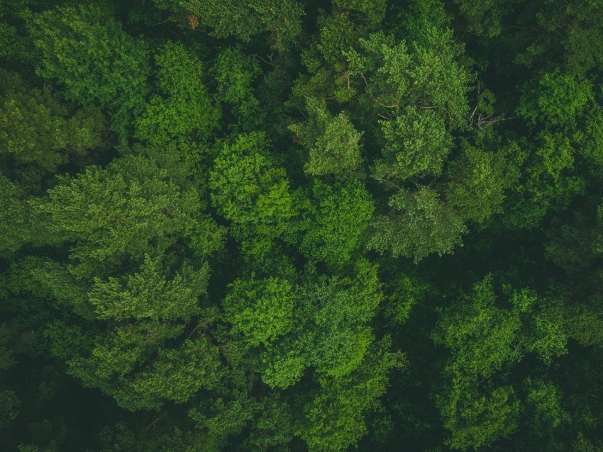 trees treetops aerial view forest green HighQuality PNG Isolated on Transparent Background