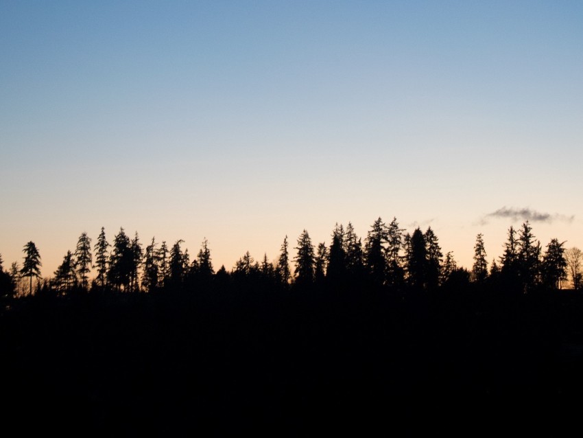 trees twilight outlines dark horizon Isolated Icon with Clear Background PNG 4k wallpaper