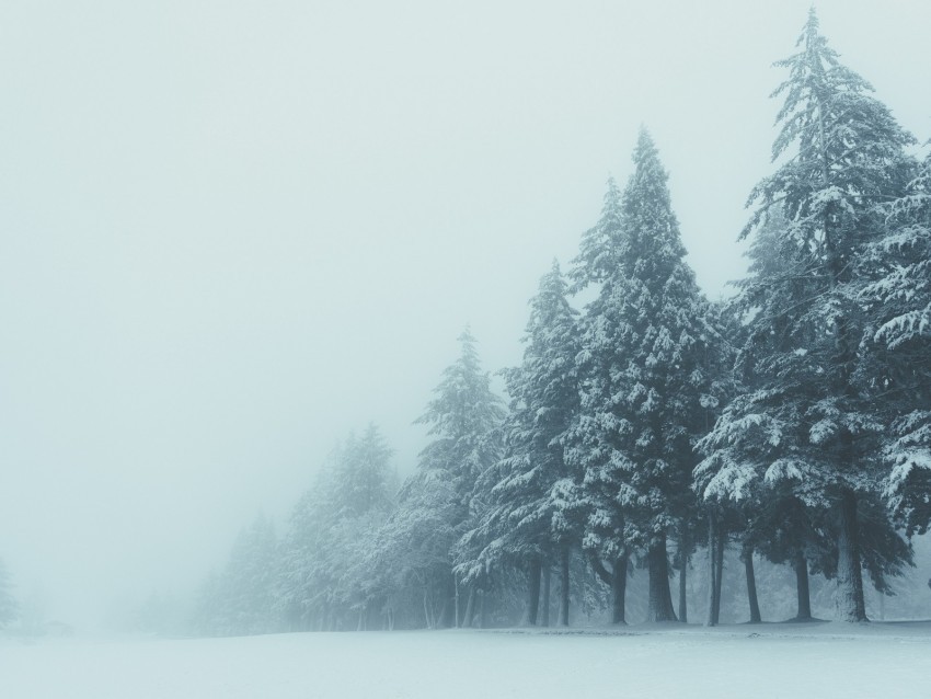 trees winter fog snow PNG clip art transparent background 4k wallpaper