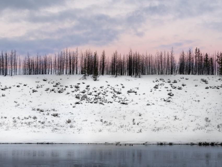trees winter snow hill snowy Isolated Artwork in Transparent PNG