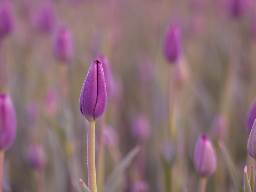tulip bud purple flower dew wet Transparent PNG images extensive gallery