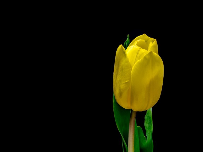 tulip flower yellow plant petals Transparent PNG images bulk package