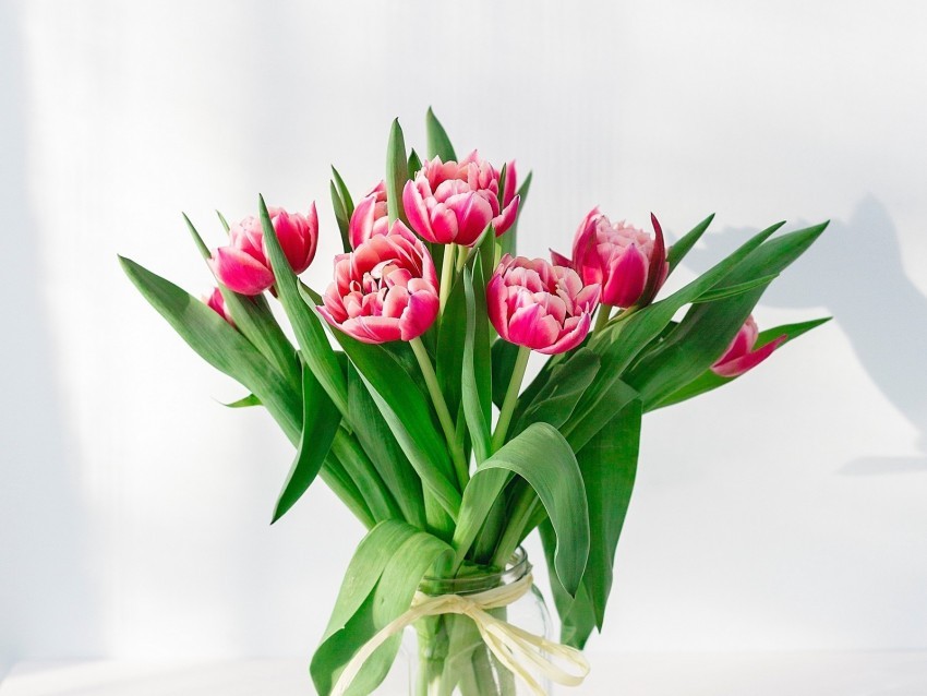 tulips flowers bouquet pink vase PNG Graphic with Isolated Clarity