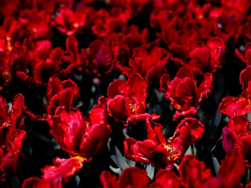 tulips flowers red bright field PNG Image with Transparent Isolation