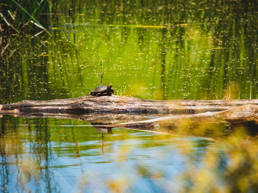 turtle lake water wildlife PNG with transparent background for free