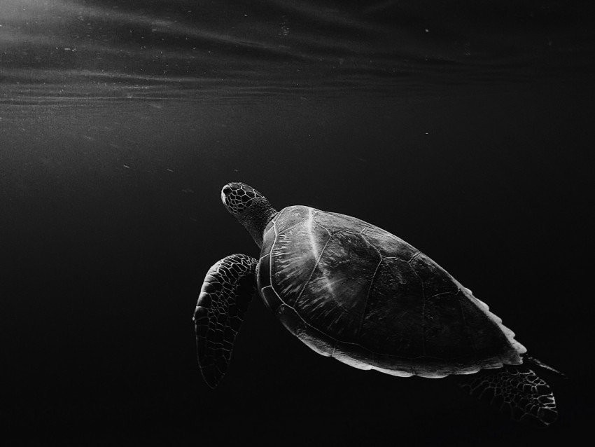 turtle under water swim depth bw Free PNG images with alpha channel
