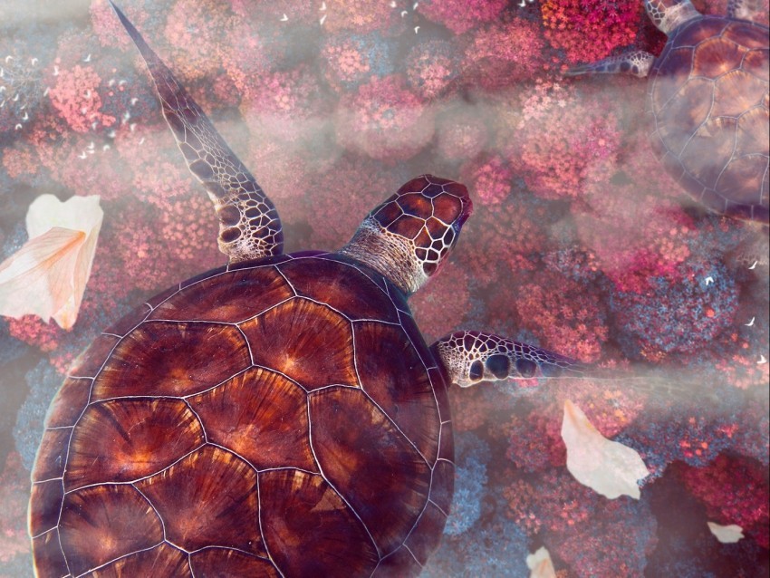 turtles turtle sea turtles underwater world wildlife PNG transparent images extensive collection