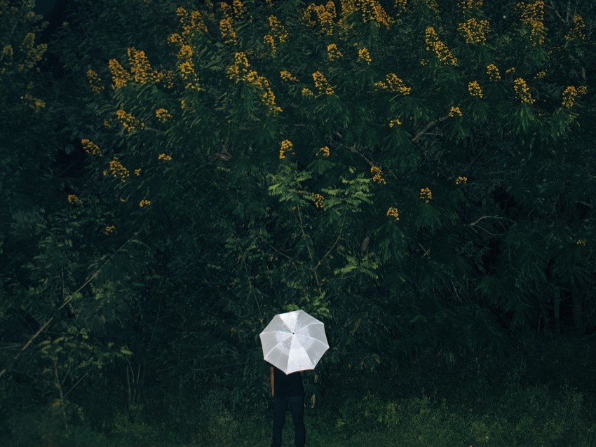 umbrella grass man flowers loneliness PNG images with alpha transparency selection