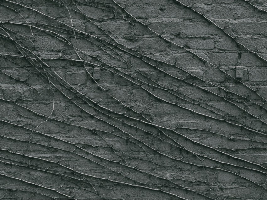 wall branches gray surface Free transparent PNG