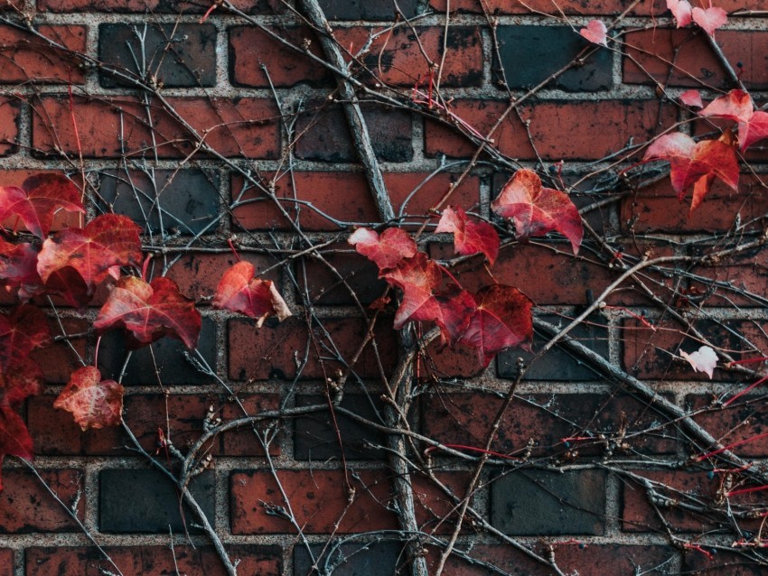 wall plant branch leaves brick PNG with transparent backdrop