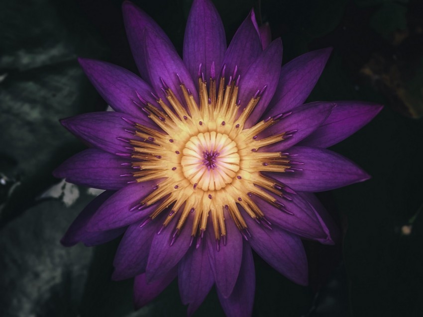 water lily flower plant petals purple dark PNG for blog use