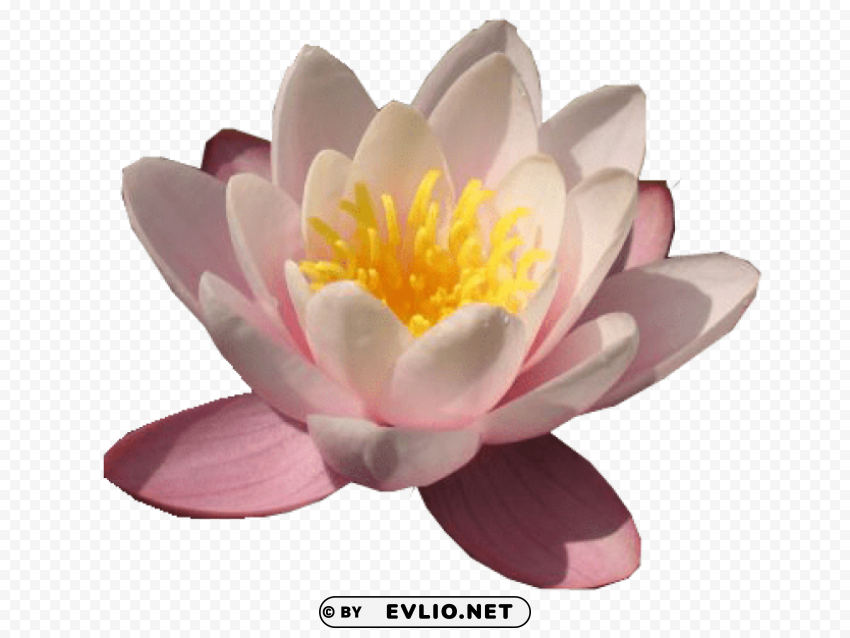 PNG image of water lily free download PNG Image Isolated with Transparent Clarity with a clear background - Image ID 4d20cadb