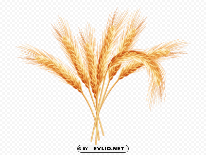 Wheat PNG For Social Media