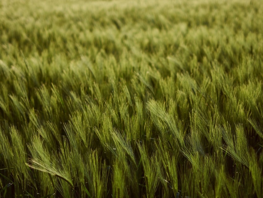 wheat ears field green thick harvest Isolated Item with HighResolution Transparent PNG