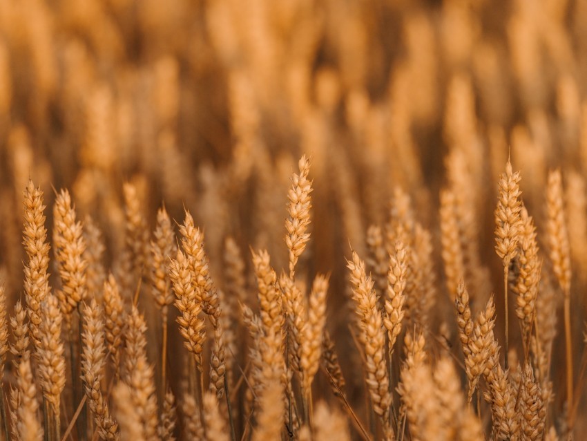 wheat spikelets field cereals plant High-resolution PNG
