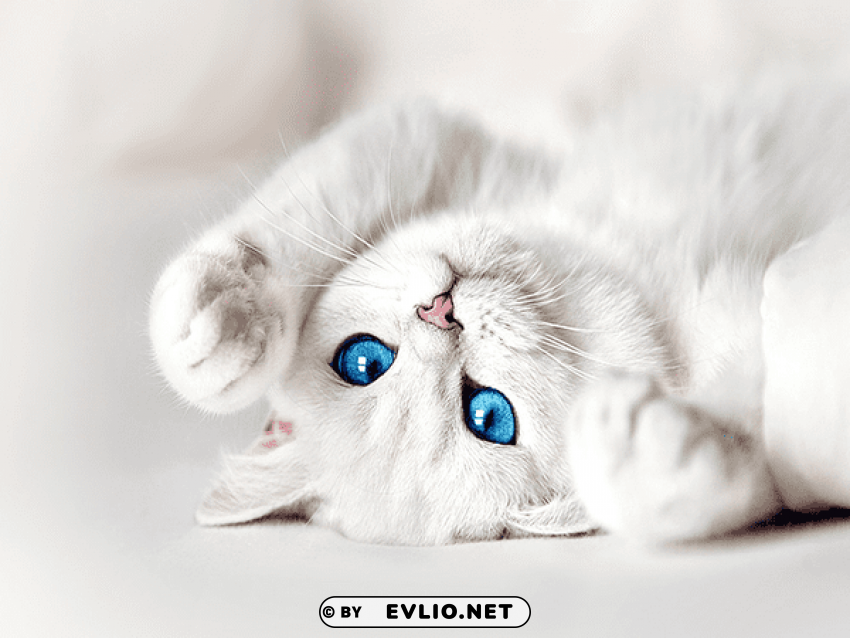 white kitten with blue eyes wallpaper PNG with no background required