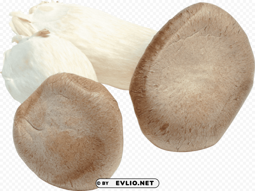 white mushroom Isolated Graphic on Clear PNG