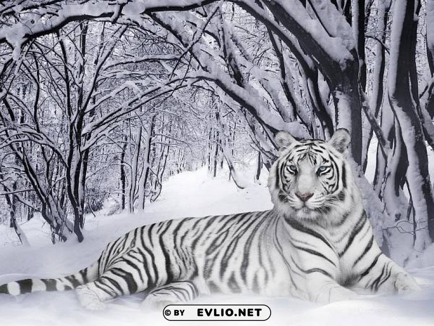 white-tiger PNG with clear overlay