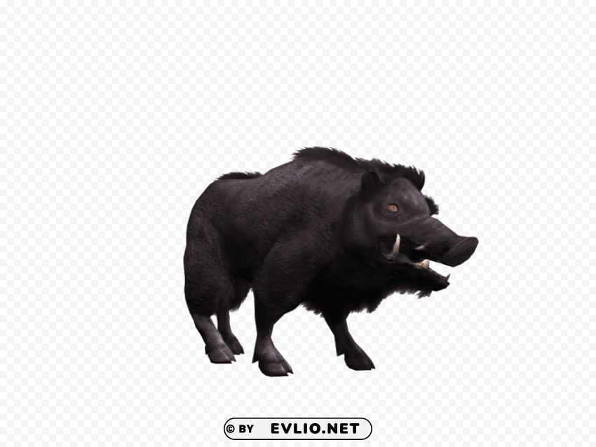 wild boar s Clear PNG pictures comprehensive bundle