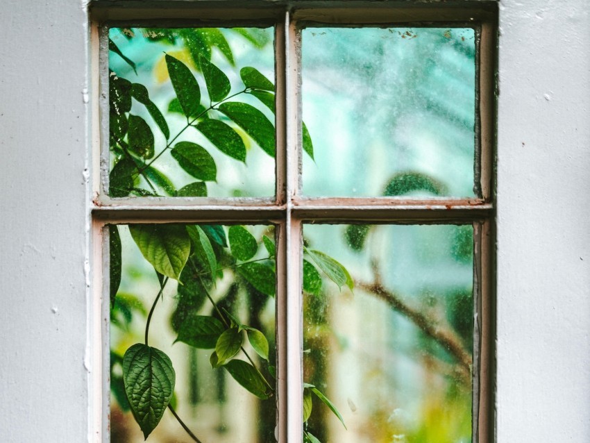 window branch leaves plant view PNG with no background for free 4k wallpaper