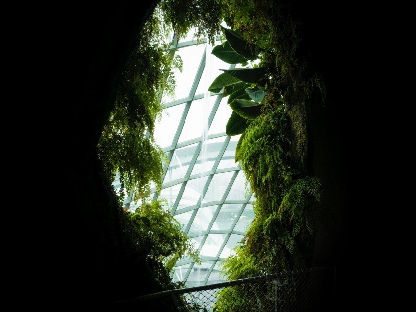 window leaves dark plants PNG transparent photos vast collection