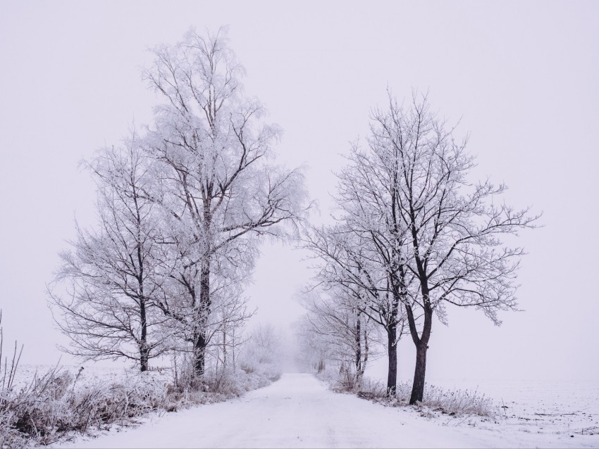 winter forest trees snow road fog Clear background PNG images diverse assortment