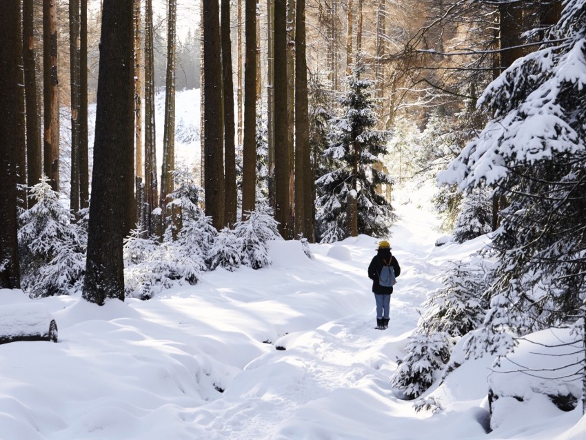 winter forest walk snow trees solitude HighResolution Isolated PNG Image
