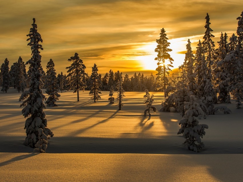 winter snow fir-tree trees sunset Transparent PNG download
