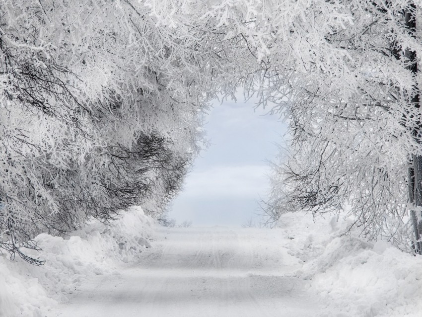 winter snow forest road arch branches frost PNG for design