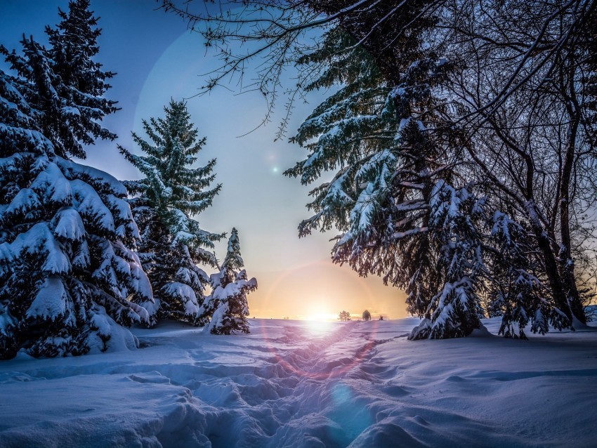 winter snow sunlight path trees Transparent Background Isolation of PNG