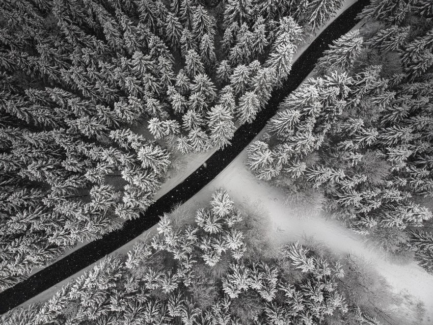 winter trees aerial view snow road forest Isolated Design Element in PNG Format