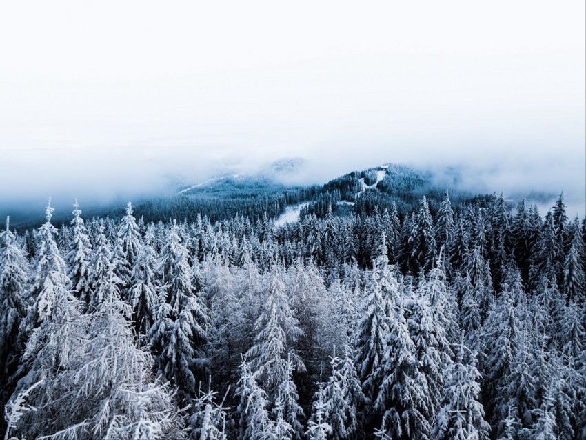 winter trees fog snow aerial view forest Transparent PNG download