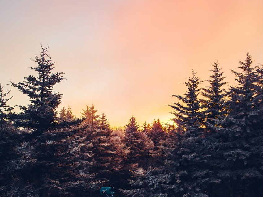 winter trees sunset view landscape PNG Graphic Isolated with Transparency 4k wallpaper