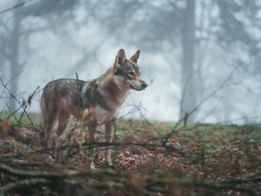 wolf coyote dog forest fog PNG with transparent background for free 4k wallpaper