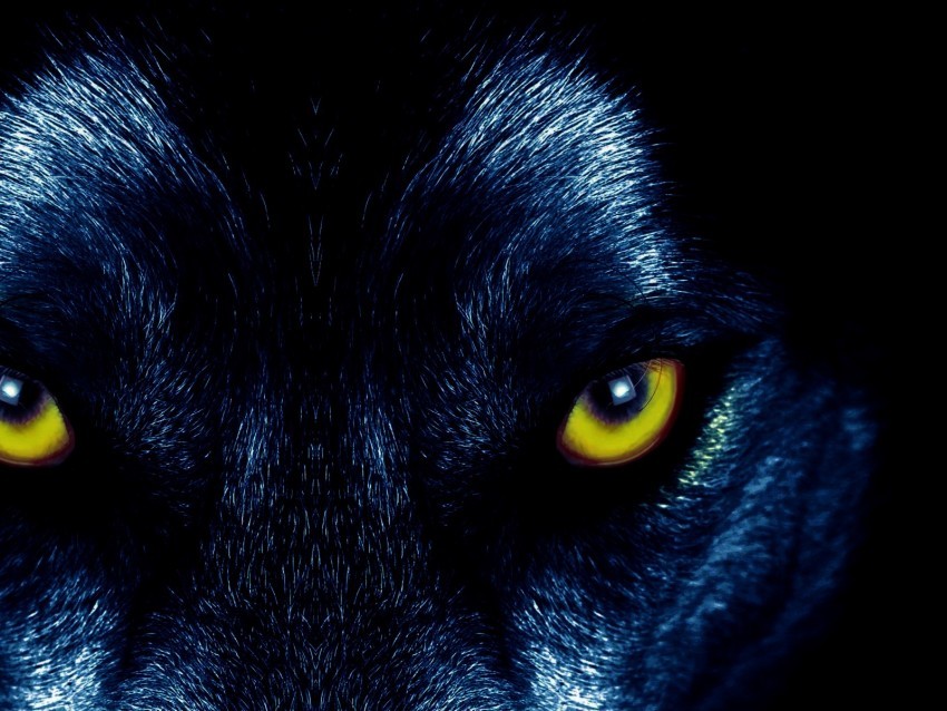 wolf eyes predator sight PNG files with clear background bulk download
