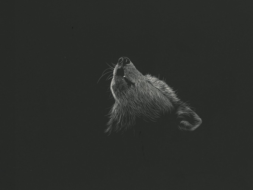 wolf howl art drawing bw PNG transparency 4k wallpaper