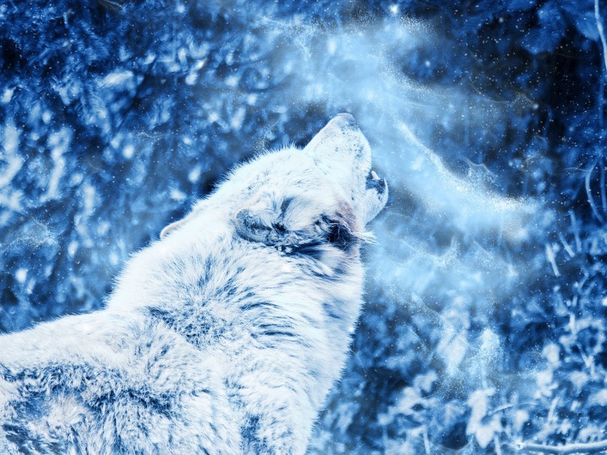 wolf howl predator fog loneliness Isolated Illustration in Transparent PNG 4k wallpaper