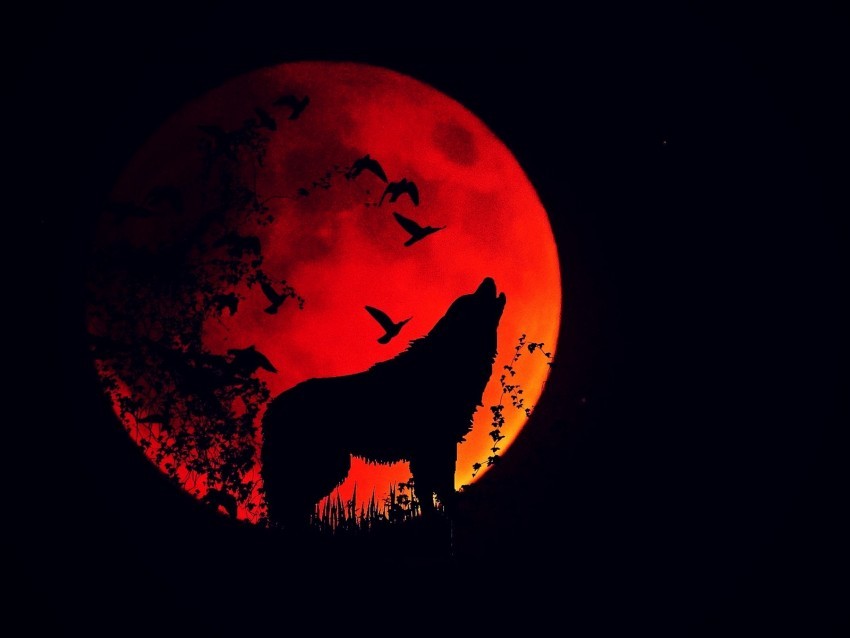 wolf howl silhouette full moon fire moon Isolated Subject on HighQuality Transparent PNG