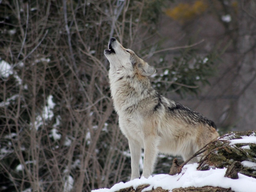 wolf howling wildlife winter predator PNG with alpha channel for download 4k wallpaper