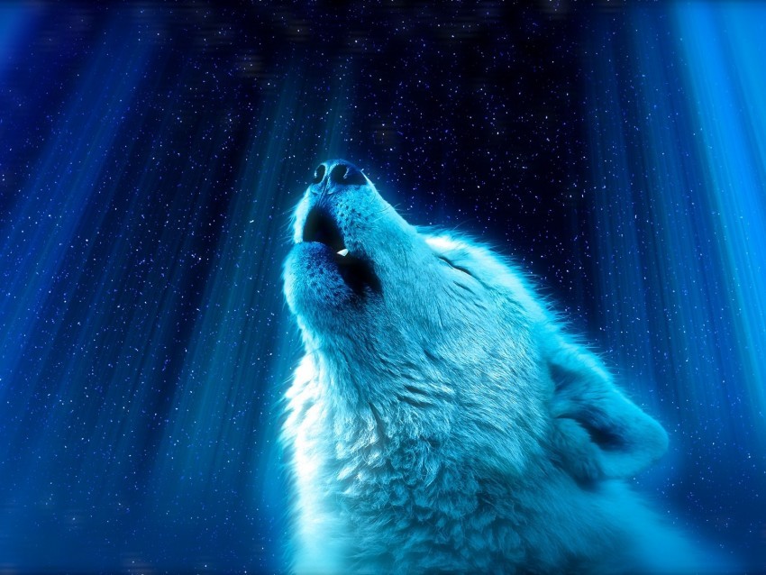 wolf predator howl white blue PNG images with alpha transparency bulk 4k wallpaper