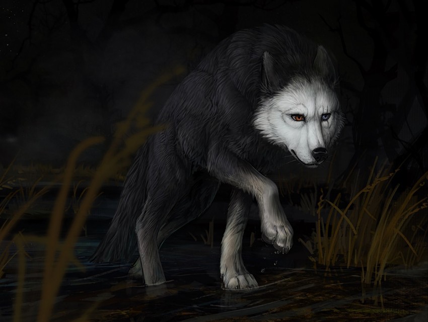 wolf water darkness art PNG Image Isolated with Transparent Detail 4k wallpaper
