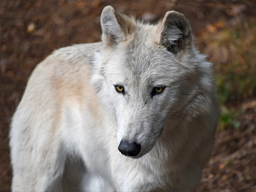 wolf white wild predator muzzle yellow-eyed PNG Image Isolated on Transparent Backdrop