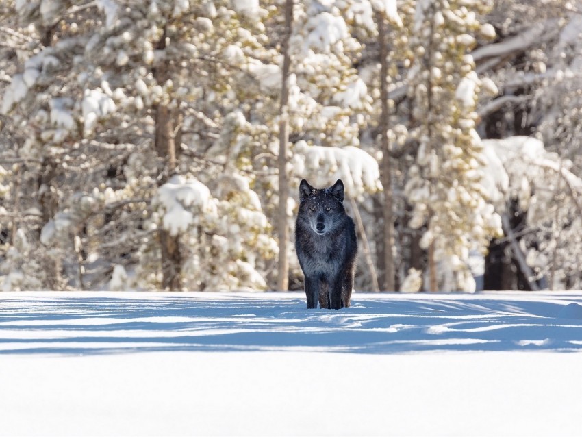 wolf winter forest snow shadow predator wildlife PNG images with clear cutout