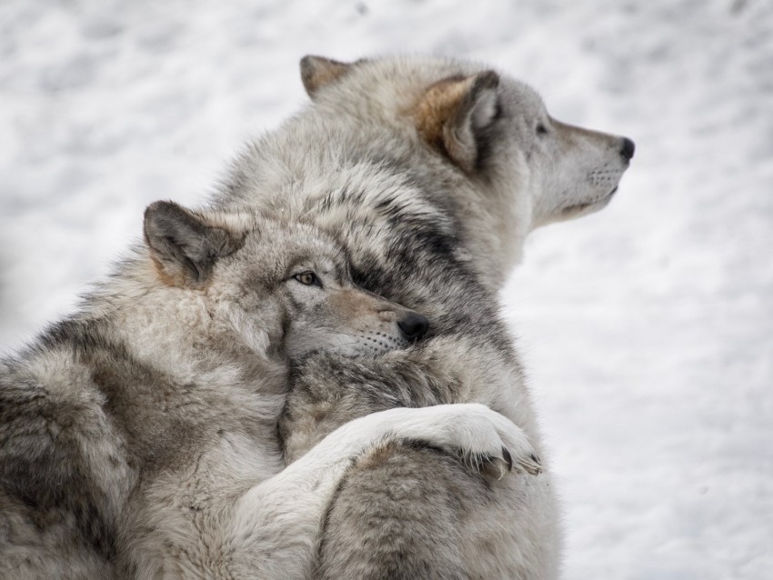 wolves couple care wildlife dogs PNG transparent photos vast variety