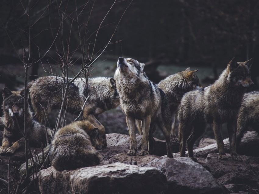 wolves predators flock wildlife gray howl High-resolution transparent PNG images
